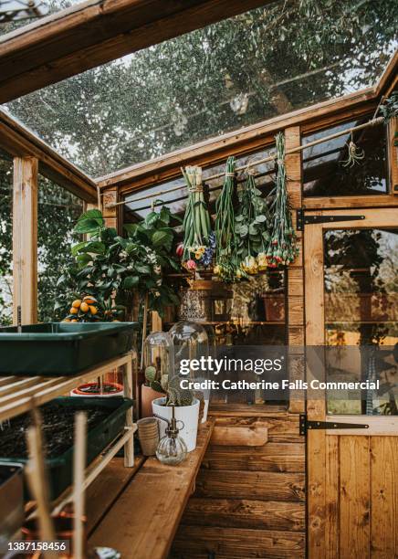 flowers drying upside-down in a stylish greenhouse - compost garden stockfoto's en -beelden