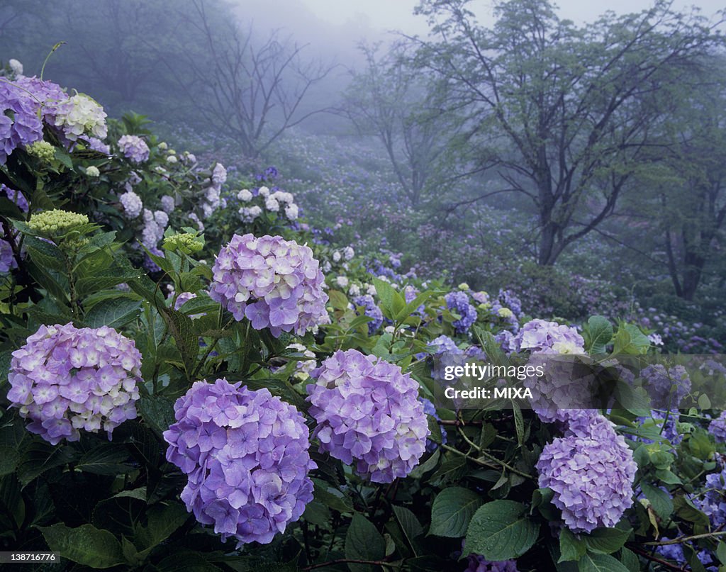 Hydrangea of Minoyama Park, Minano, Saitama, Japan