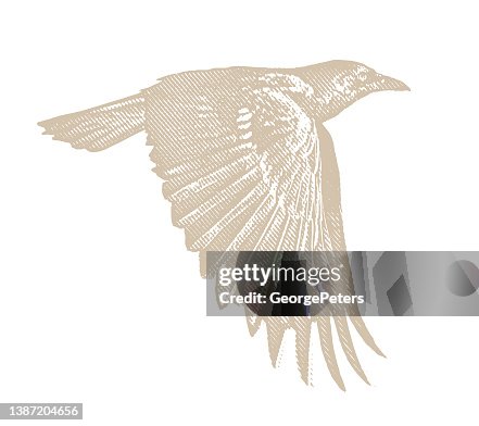Crow in flight Crow in flight