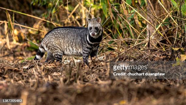 large indian civet (viverra zibetha) the body is white and black live in tropical fores - big mustache stock-fotos und bilder