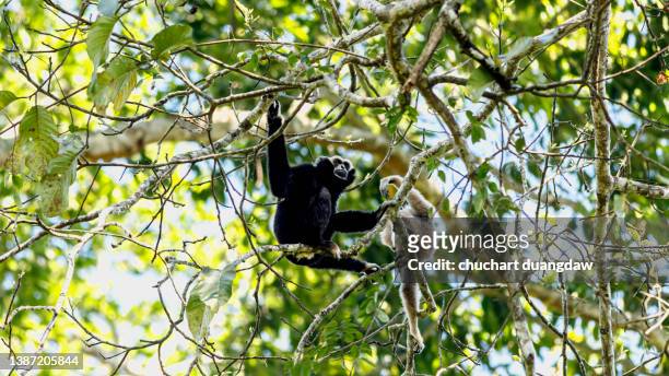 pileated gibbon (hylobates pileatus) on the trees in nature - pileated gibbon stock pictures, royalty-free photos & images