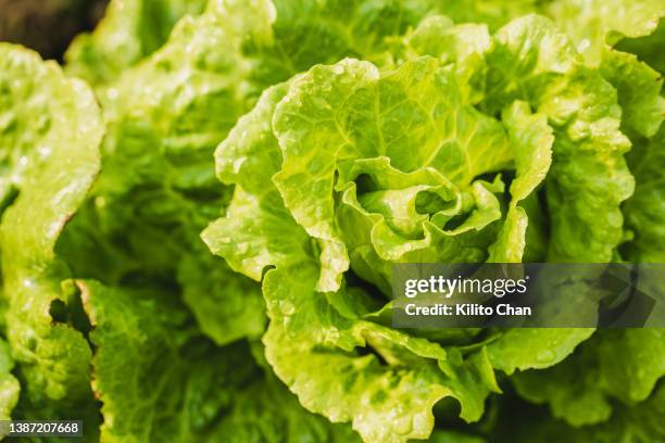 iceberg lettuce growing in the field - abundance stock pictures, royalty-free photos & images