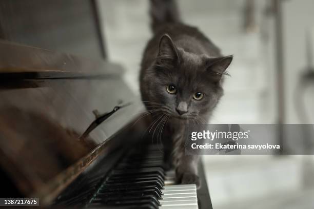 a gray fluffy cat walks on the piano keys. - cat walking stock pictures, royalty-free photos & images