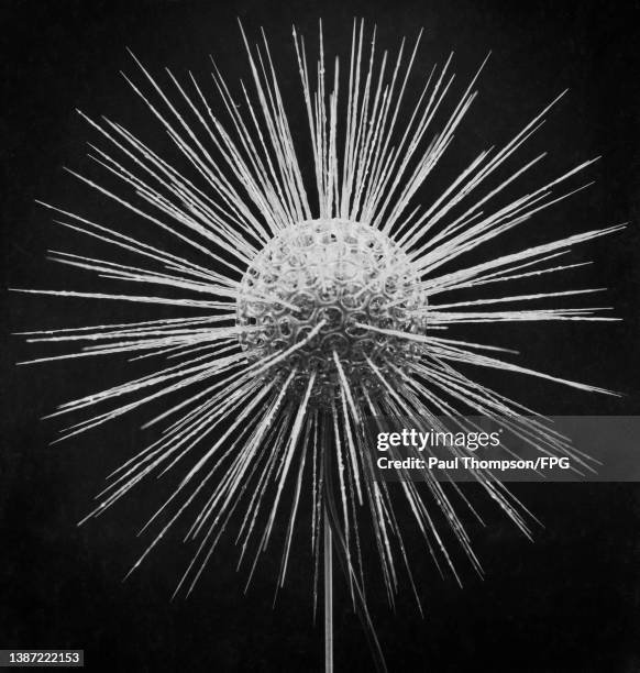 Model of a fresh water protozoan, Clathrulina elegans, a species of heliozoan eukaryotes, a group of organisms found in freshwater environments,...