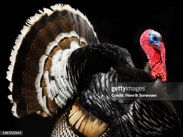 wild turkey, meleagris gallopavo - turkey feathers 個照片及圖片檔
