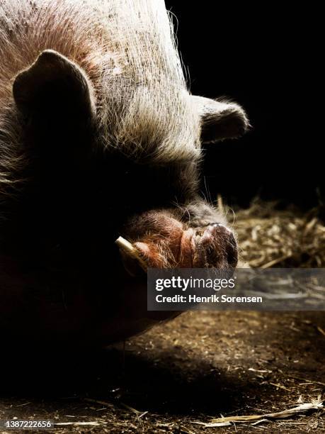 chinese pig - sus scrofa domesticus - meishan pig stock pictures, royalty-free photos & images