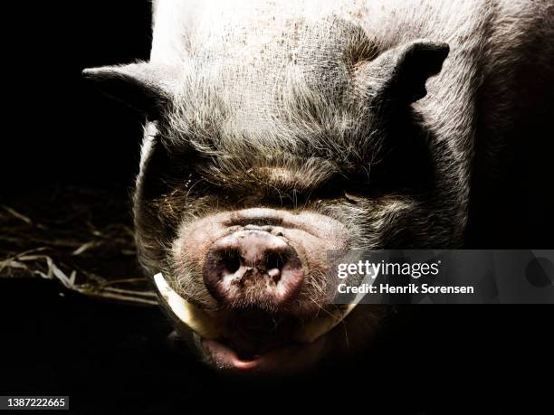 chinese pig - sus scrofa domesticus - meishan pig stock pictures, royalty-free photos & images