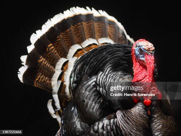 wild turkey, meleagris gallopavo - turkey feathers 個照片及圖片檔