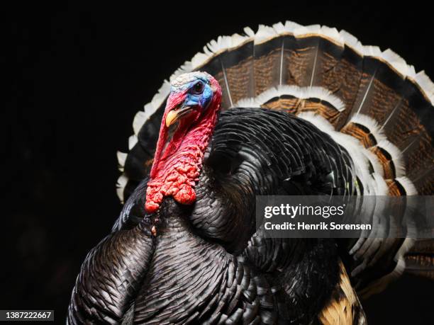 wild turkey, meleagris gallopavo - wild turkey stock pictures, royalty-free photos & images