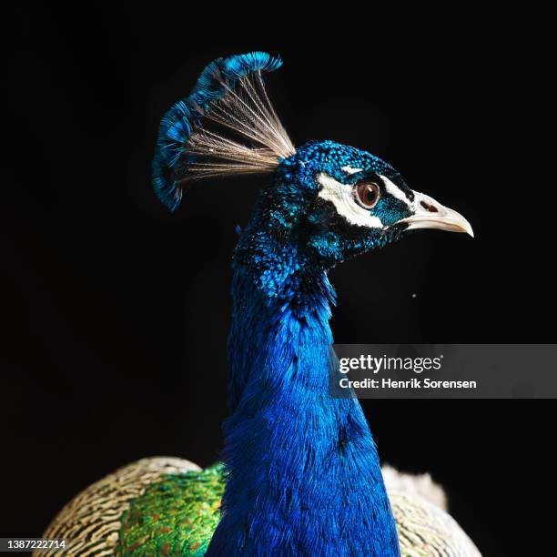 peacock - pavo cristatus - pavone foto e immagini stock