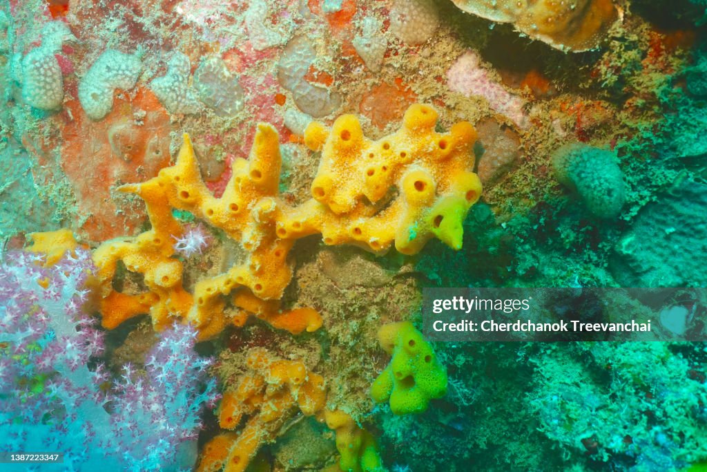 Yellow sponge on the coral rock at the Andaman sea