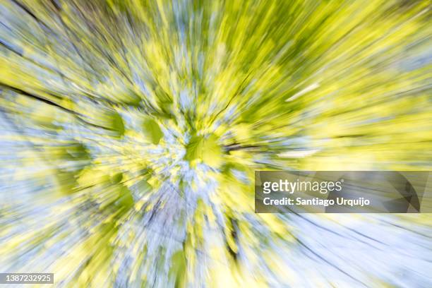 blurred and panning shot of a beech tree - woods background stock pictures, royalty-free photos & images