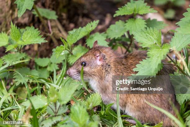 black rat (rattus rattus) searching food in the forest - natural land state stock pictures, royalty-free photos & images