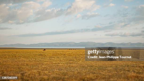 horseman and horses on the song kul plateau, near song köl lake, tien shan mountains, kyrgyzstan, central asia - semi arid stock pictures, royalty-free photos & images