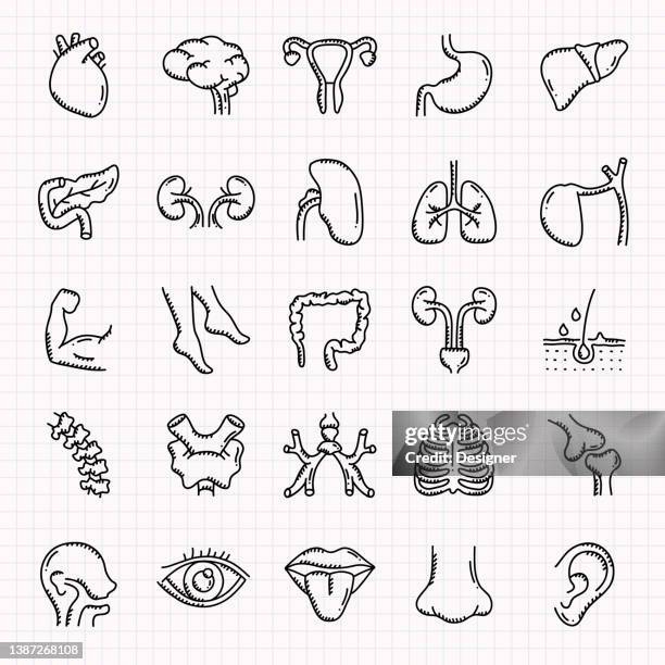 ilustrações, clipart, desenhos animados e ícones de conjunto de ícones desenhados por mão de órgãos humanos e anatomia, ilustração vetorial estilo doodle - pâncreas órgão interno