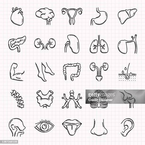 human organs and anatomy hand drawn icons set, doodle style vector illustration - human bone drawing stock illustrations