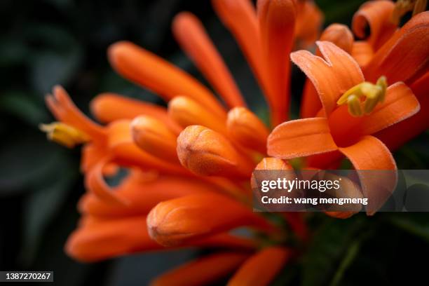 the firecracker flowers blooming in spring - firecracker vine stock pictures, royalty-free photos & images