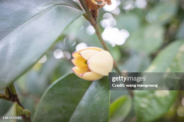 michelia figo - mangosteen stockfoto's en -beelden