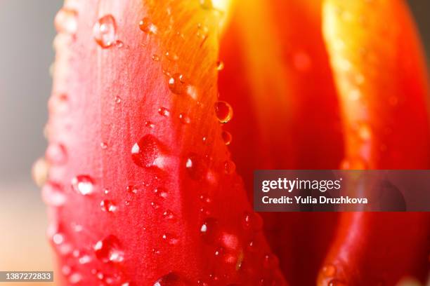 drops of water or dew on a red tulip flower close-up. - morning dew flower garden stock-fotos und bilder