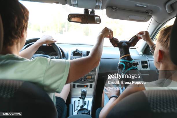 adult female couple travelling by car with cute dachshund - older couple travelling photos et images de collection