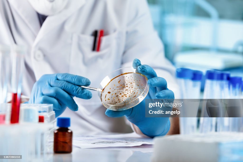 Microbiologist working and examining mold and fungal cultures in petri dishes in the microbiology laboratory