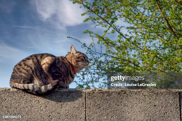 tabby cat sitting on a stone wall - animal head on wall stock pictures, royalty-free photos & images