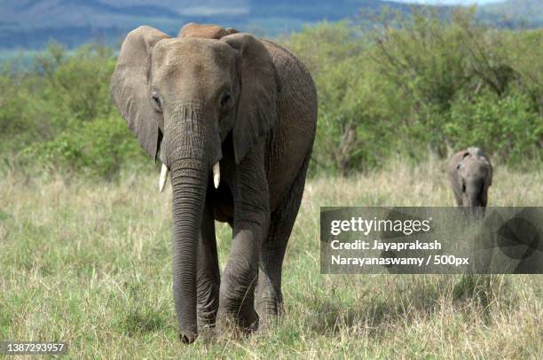 two elephants walking on a field during day - african elephants stock pictures, royalty-free photos & images