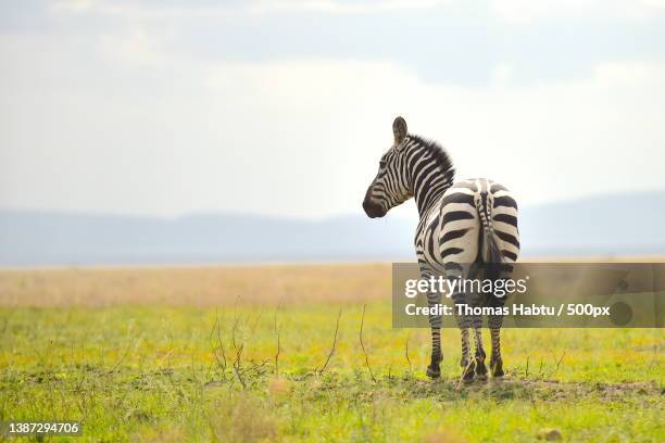 rear view of a zebra walking on grass during day,serengeti national park,tanzania - serengeti park stockfoto's en -beelden