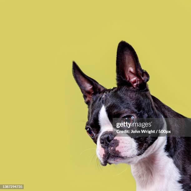 close-up of boston terrier with big ears against yellow background - boston terrier photos et images de collection