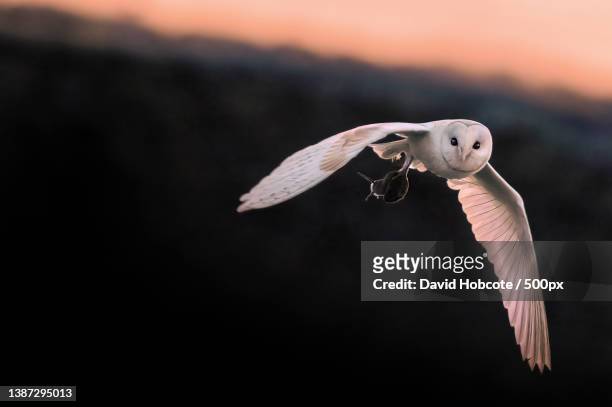 close-up of white owl flying away with rodent in claws against sky during sunset,west yorkshire,united kingdom,uk - barn owl fotografías e imágenes de stock