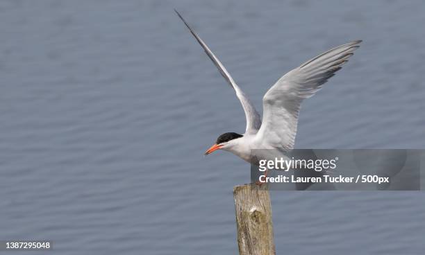 common tern landing on a wooden post in water,lodmoor country park,weymouth,united kingdom,uk - tern stock pictures, royalty-free photos & images