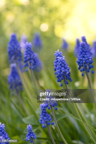 close-up of purple flowering plants on field,russia - muscari - fotografias e filmes do acervo