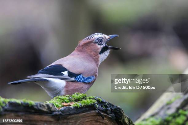 blue jay close-up in the woods,close-up of eurasian jay perching on branch - jays stock-fotos und bilder