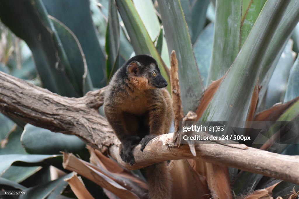 Captivating Brown Collared Lemur Interested By Something