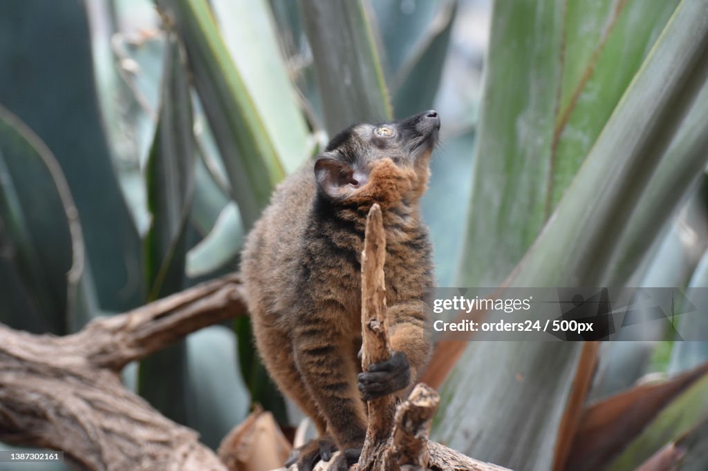Adorable Brown Collared Lemur Holding a Stick