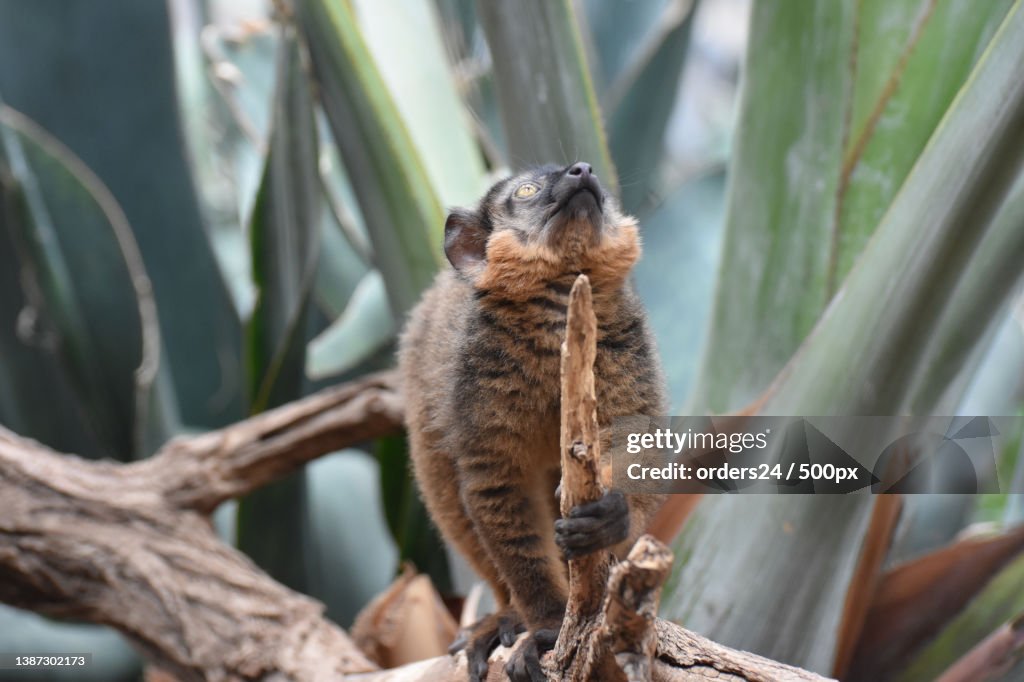 Cute Brown Collared Lemur with a Curious Expression