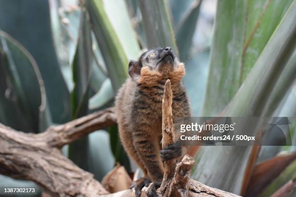 cute brown collared lemur with a curious expression - collared lemur stock pictures, royalty-free photos & images