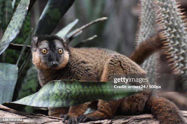 amazing brown collared lemur with a funny face - collared lemur stock pictures, royalty-free photos & images