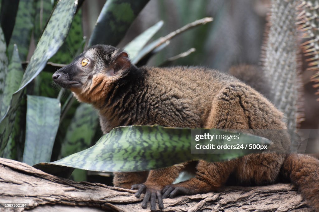 Amazing Brown Collared Lemur with Yellow Eyes