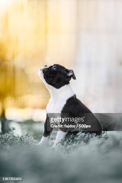 boston terrier puppy,close-up of boston terrier sitting on field,poland - boston terrier photos et images de collection