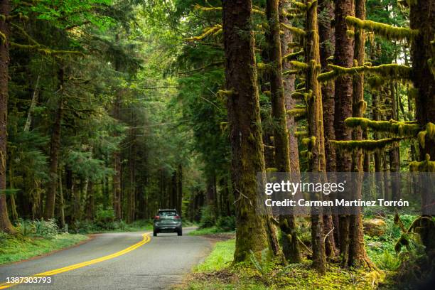 low angle view of hoh rainforest, olympic national park. washington, usa. - olympic nationalpark stock-fotos und bilder