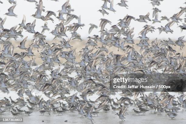full frame shot of birds flying over white background - dunlin bird stock pictures, royalty-free photos & images