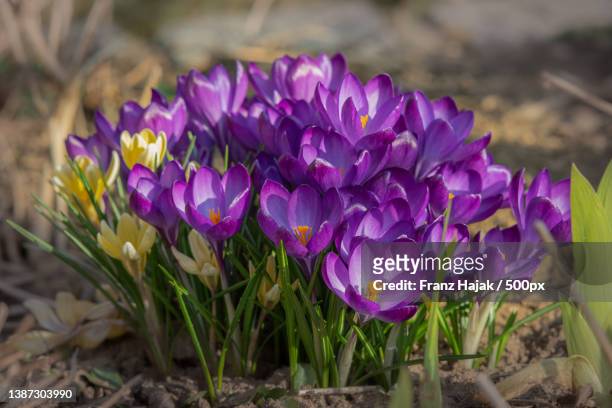 close-up of purple crocus flowers on field,germany - crocus stock pictures, royalty-free photos & images