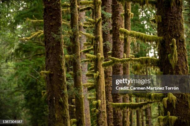 hoh rainforest, olympic national park. washington, usa. - seattle in the spring stock pictures, royalty-free photos & images