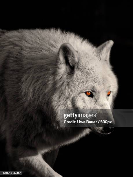 arctic wolf - polarwolf,close-up of bear against black background,springe,germany - wolf only white background stock pictures, royalty-free photos & images