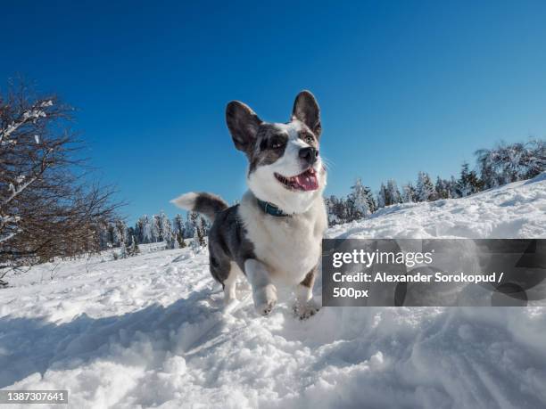 beautiful dog corgi cardigan of gray color on white snow - cardigan welsh corgi stock pictures, royalty-free photos & images