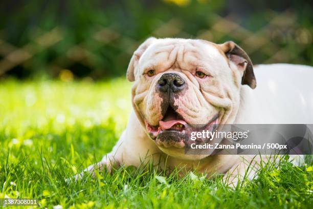 white american bulldog strong looking portrait outdoors - american bulldog stock pictures, royalty-free photos & images