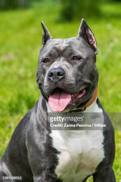 blue hair american staffordshire terrier dog or am staff on nature - stafford terrier stock pictures, royalty-free photos & images