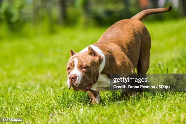 chocolate color male american bully puppy dog is moving - strong pitbull stock pictures, royalty-free photos & images