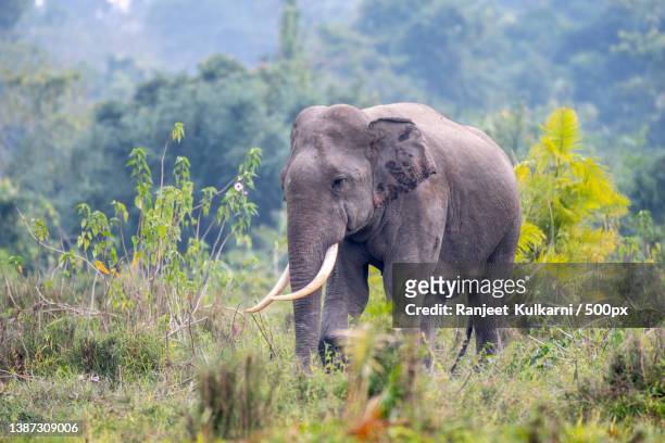 the lone tusker,a lone indian asian elephant grazing in the plains of africa,kaziranga national park,assam,india - asian elephant stock pictures, royalty-free photos & images